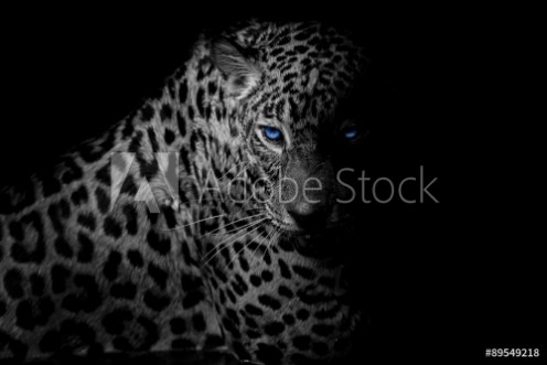 Bild på Black  white Leopard portrait isolate on black background